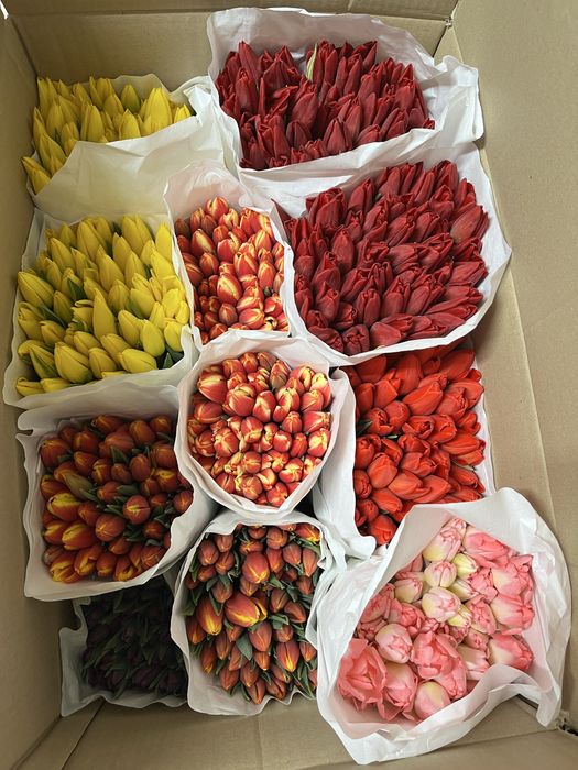 Тюльпаны оптом и в розницу