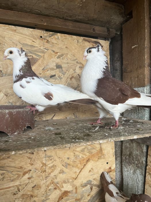 Porumbei de ornament