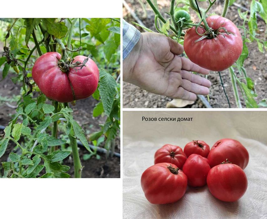 Семена от домашно отглеждани домати