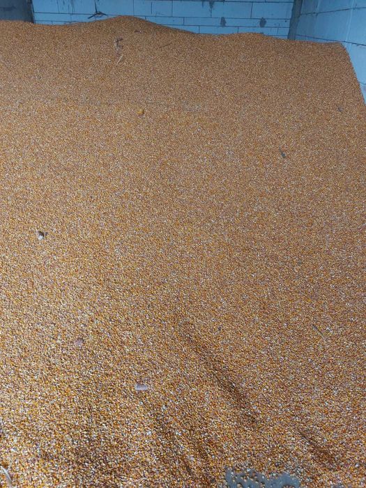 Vand Porumb Boabe 2025