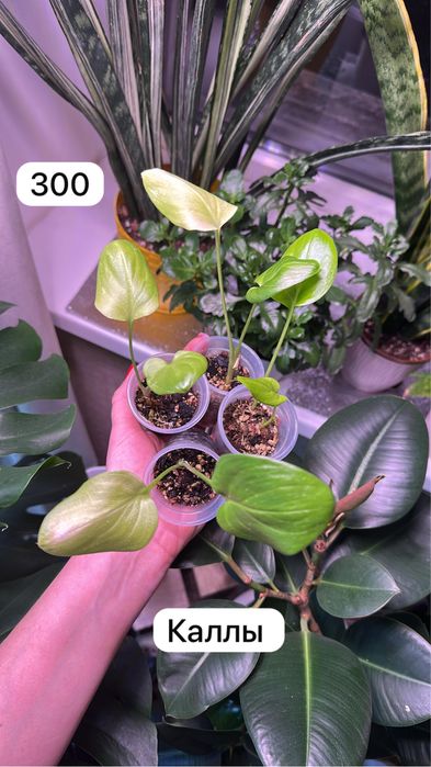 Комнатные растения