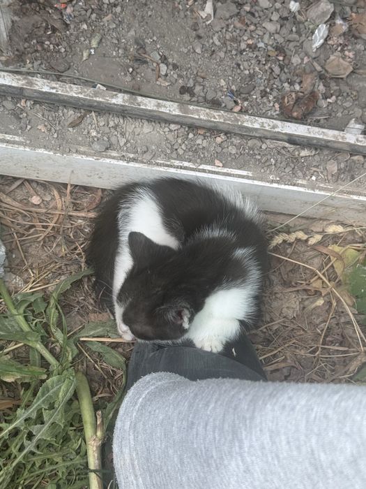 Котенок ищет дом!!