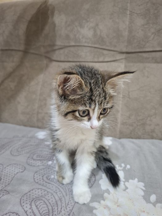 Кошка маленькая девочка