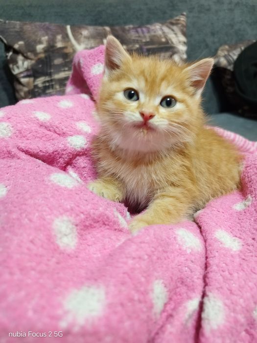 Котята, в добрые руки