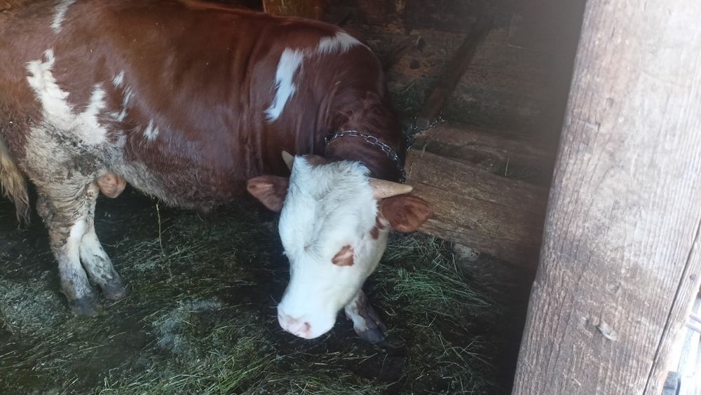 Vând vițel de 7 luni
