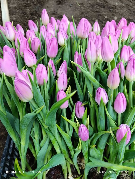 Продам свежесрезанные тюльпаны.