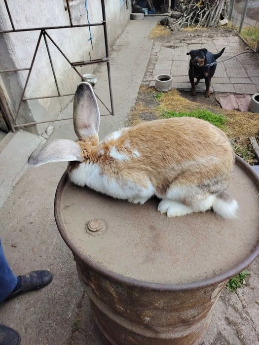 Два големи заека