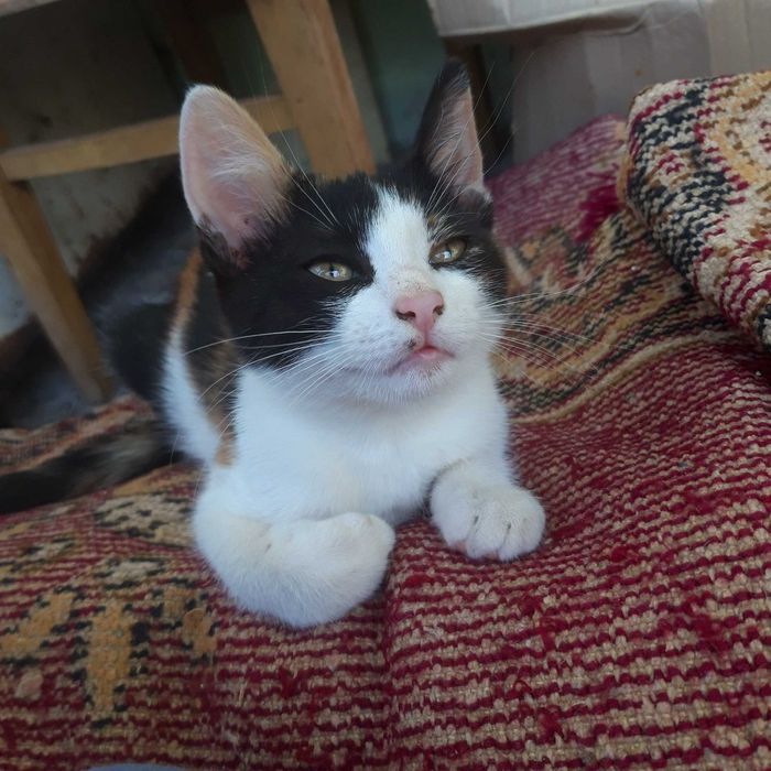 Подарявам котенца