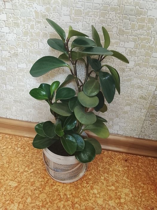 Продам комнатные цветы