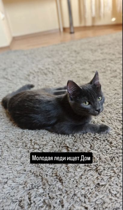 Кошечка ищет дом