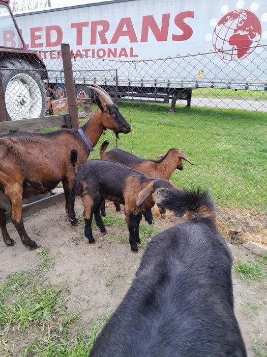 Vând Capre Alpine Franceze ( ieduțe..)