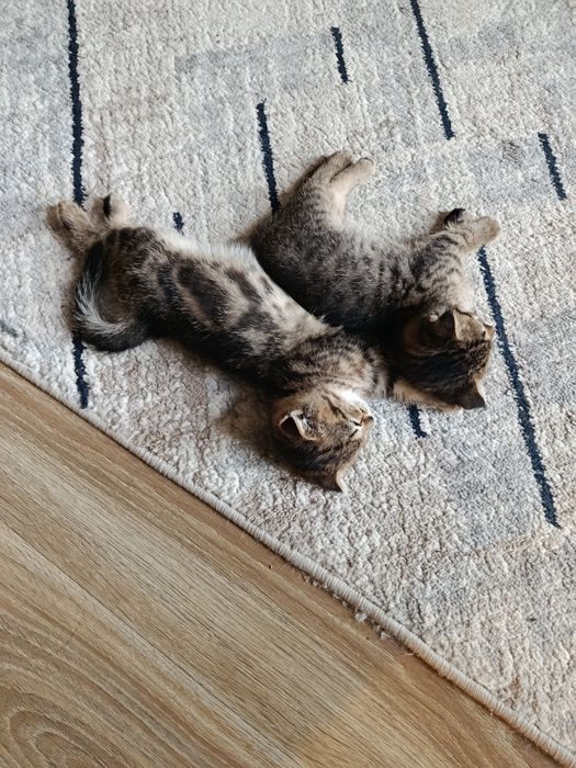 scottish straight va Scottish fold mushukchalari