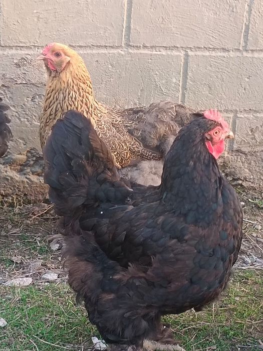 Продается брама куриса и петух