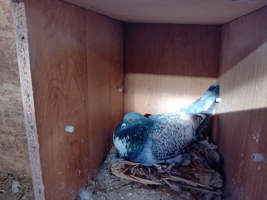 Porumbei de vânzare