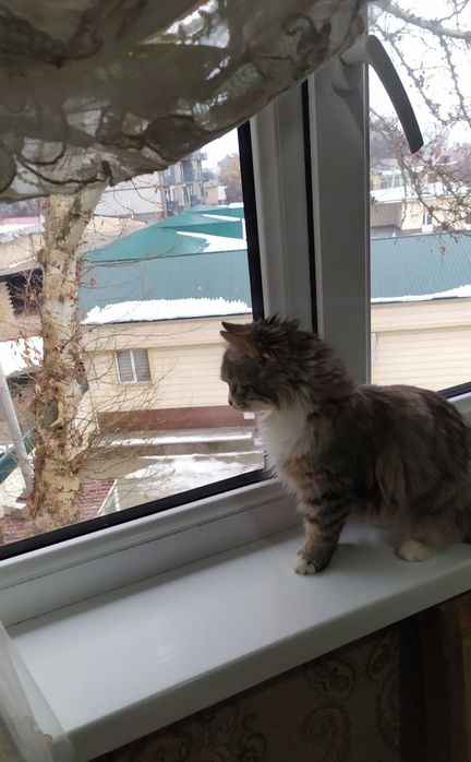 Кошка породы Манчкин