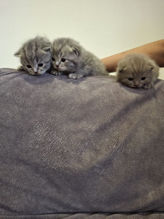 Продам вислоухих шотландских котят