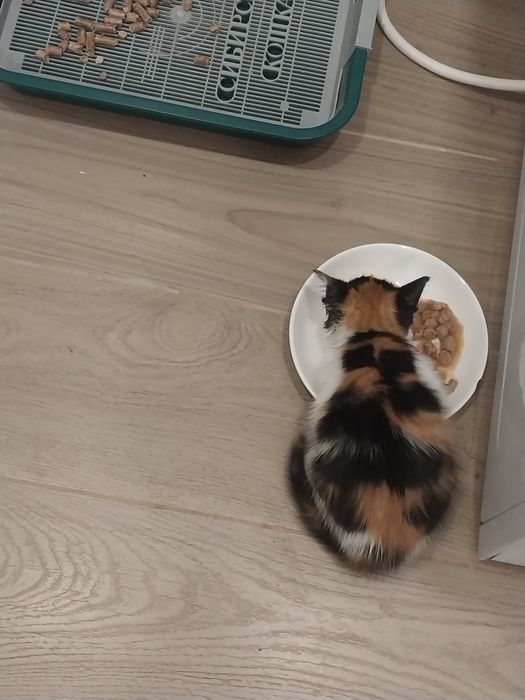 Отдам отдам отдам