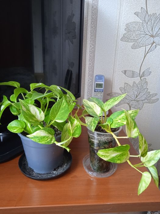 Продам комнатный цветок