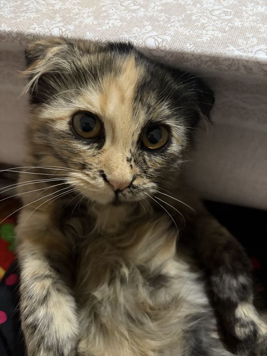 Кошка красиваяя