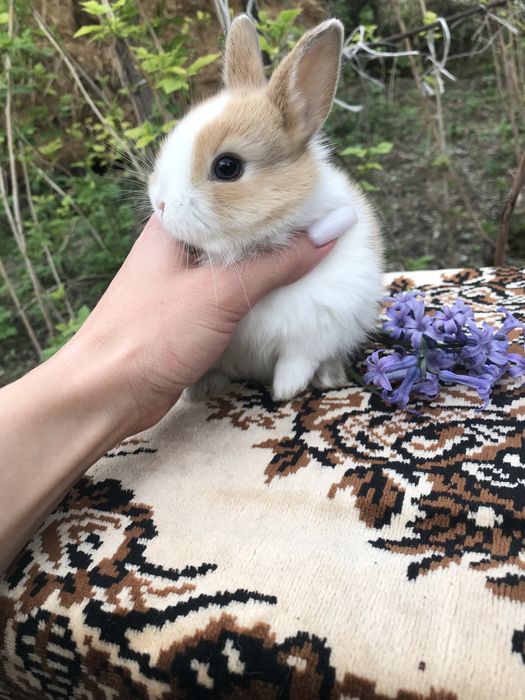 Кролики декоративные карликовые