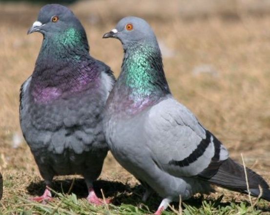 Продаётся мясо голубя!