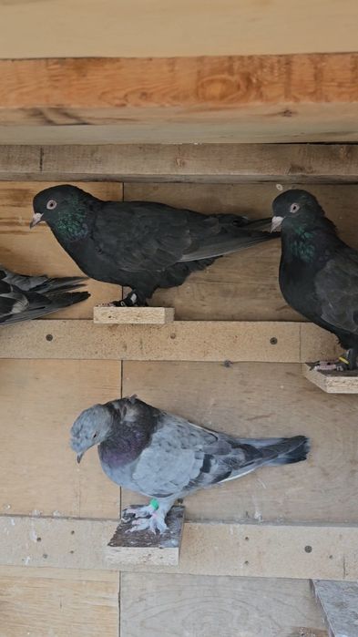Голуби такла молодняк