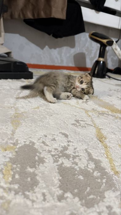 Шотландский вислоухий