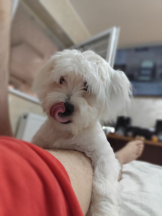 Bichon Maltez ochii albastri