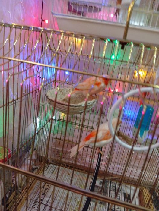 канарейка сотилади