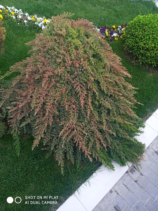 Archalarni dorilash oziqa berish