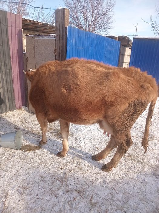 Продам Карову Павлодаре