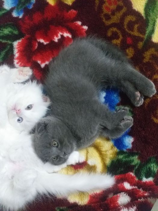 Продаётся вислоухая котята