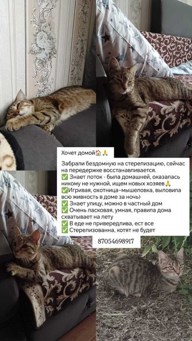 молодая стерилизованная кошка в добрые руки