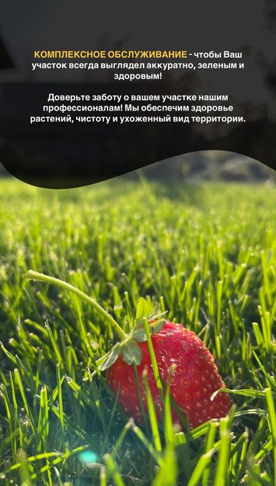 Газон посевной и рулонный