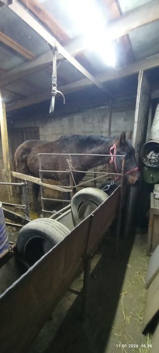 Продам коня хорошо