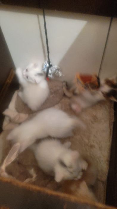 Отдам даром котят месяц