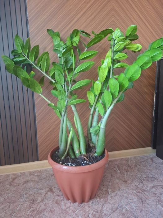 Цветы для офиса комнатные