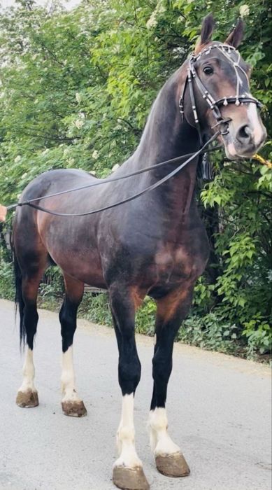 Продам Орловских Рысаков