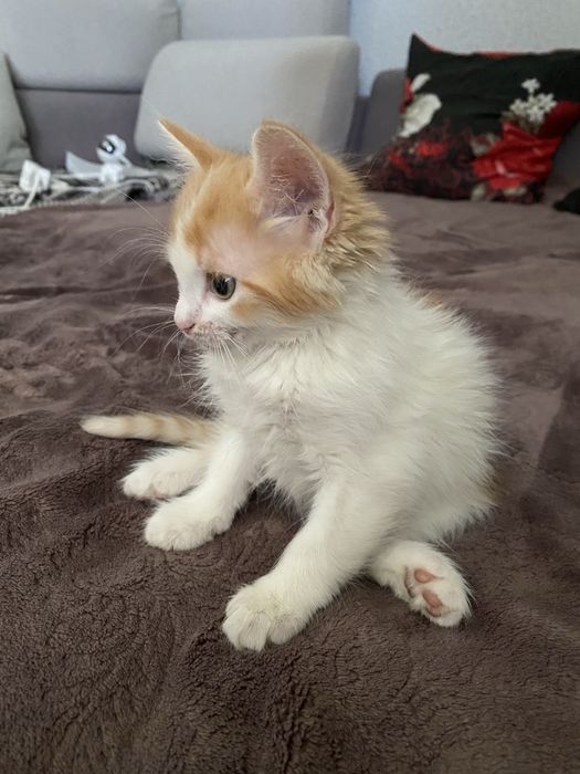 Отдам котят в добрые руки