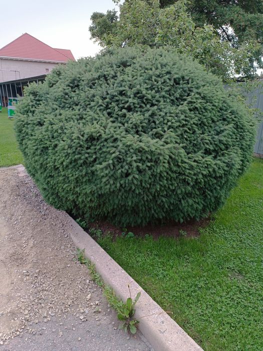 Продам ёлку - шар