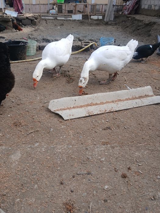 Bir jup g'ozlar sotiladi sog'lom narxi 650 ming jupi