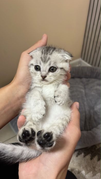 Плюшевые катята