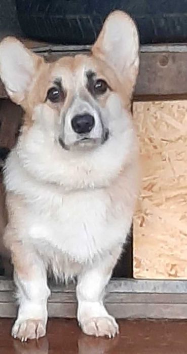 Продается щенок мальчик Корги