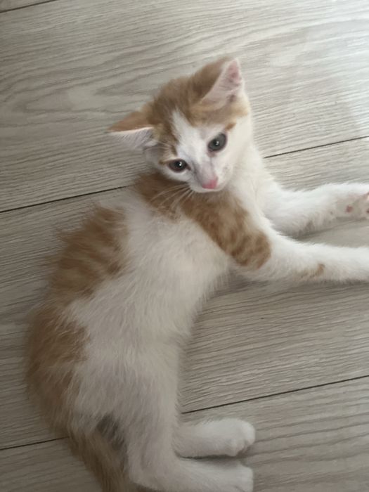 Отдам котика в добрые руки
