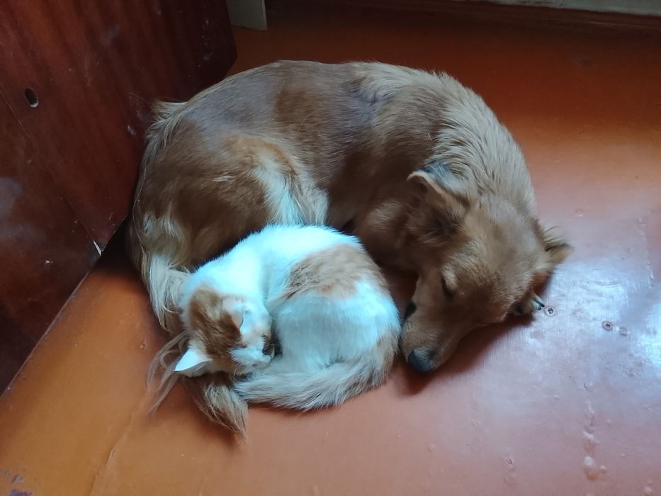 Щенки шустрые, пушистые