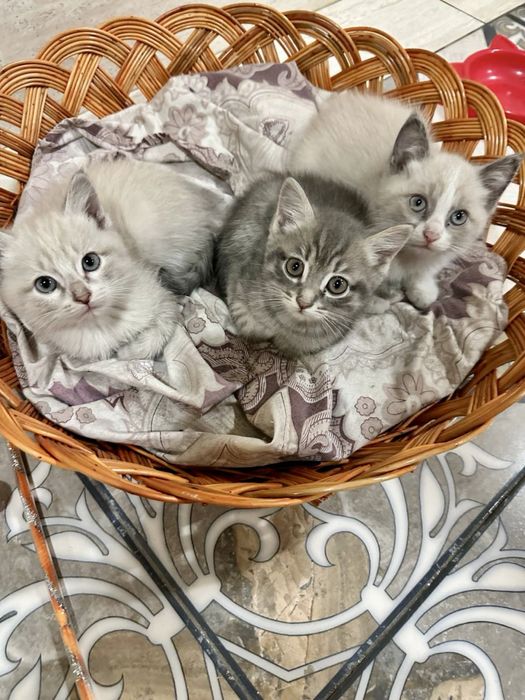 Продается котенок породистая