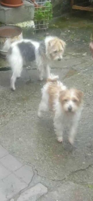 Излишна женкса Парсон ръсел териер