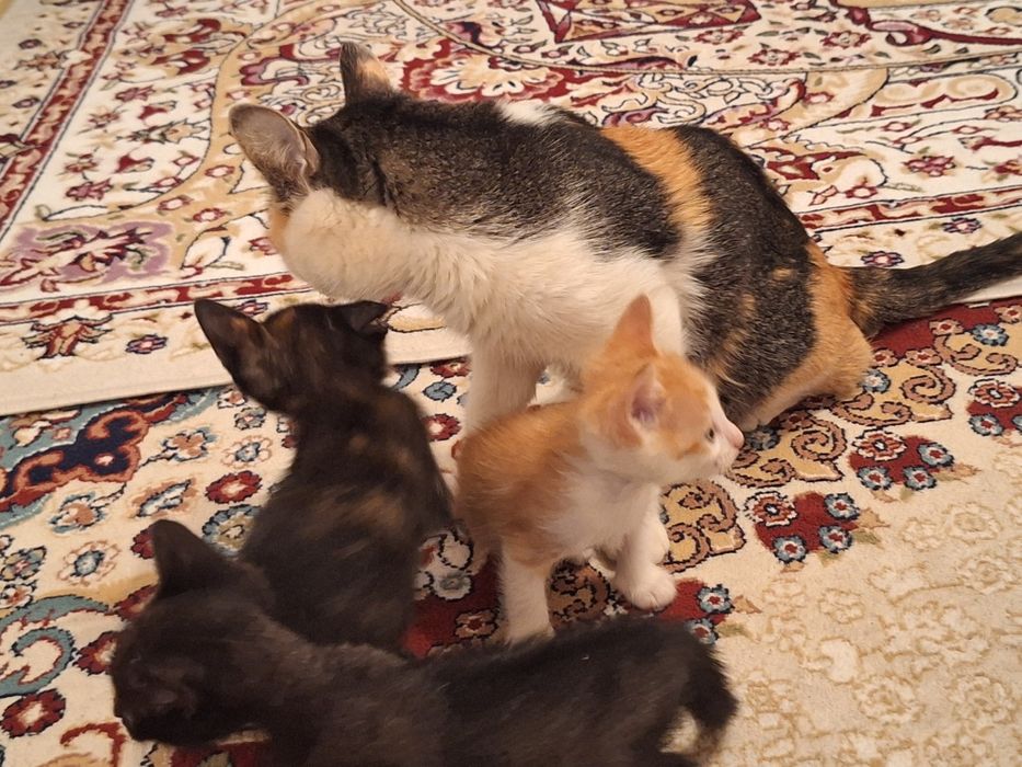 Тегін мысықтар үшеу