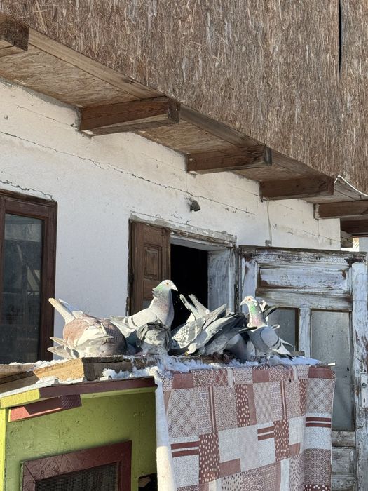 vand sau schimb pe diverse