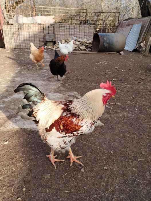 Oua de incubat de la găini tradiționale de casa